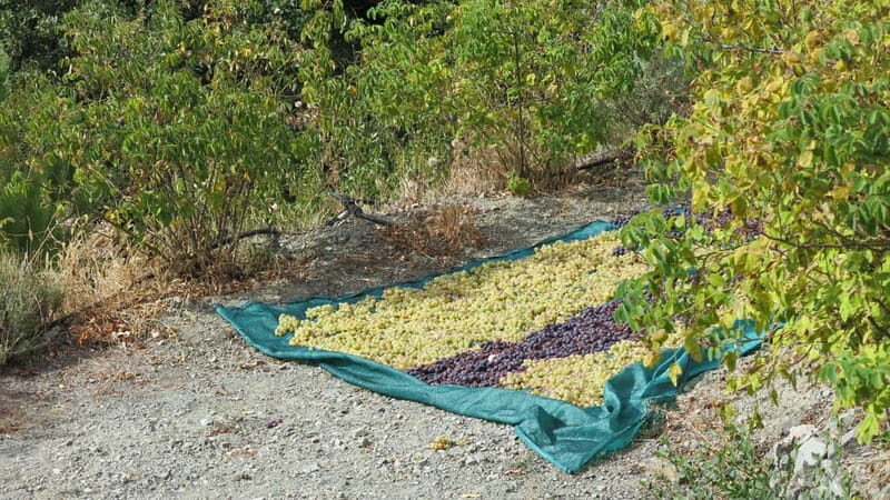 Cyprus: Troodos Mountains Villages and Wineries Tour - How the Day Unfolds: A Practical Breakdown