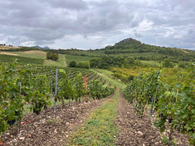 Czech Vineyards and Wine Tasting 4WD Tour With Lunch - Wine and Culinary Focus