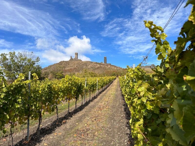 Czech Vineyards and Wine Tasting 4WD Tour With Lunch - Customer Reviews and Ratings