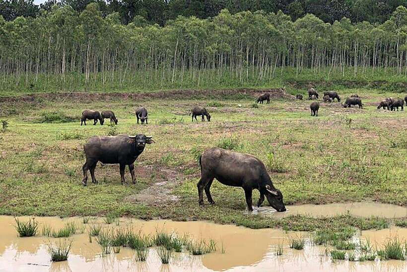 DA LAT LOOP Tour With Private Car - Overview of the Da Lat Loop Tour