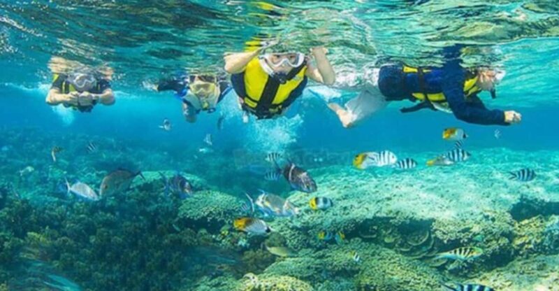 Da Nang/Hoi An: Cham Island W Snorkeling Trip/Scuba Diving - Key Points