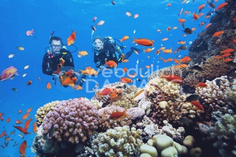 Da Nang/Hoi An: Cham Island W Snorkeling Trip/Scuba Diving - Inclusions and Exclusions