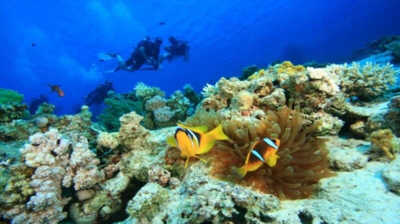 Da Nang/Hoi An:Explore Cham Island and Snorkeling Tour 1 Day - Key Points