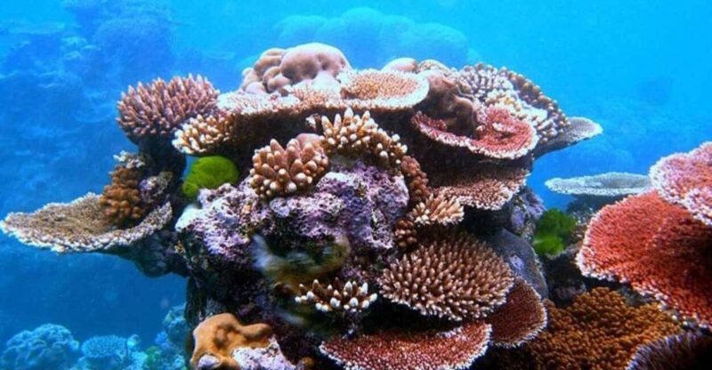 Da Nang/Hoi An:Explore Cham Island and Snorkeling Tour 1 Day - Tour Highlights