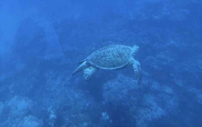 Dahab: Royal Seascope Semi-Submarine Cruise - Accessibility Features