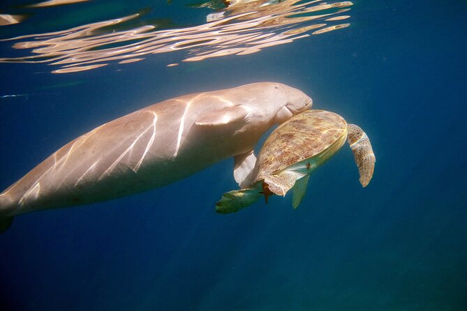 Daily Dive With Dugongs & Turtles at Marsa Mubarak | Marsa Alam - Meeting and Pickup Arrangements