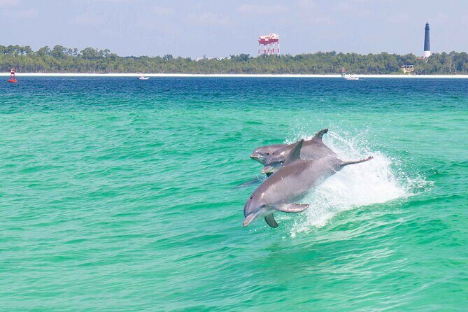 Daily Dolphin Cruise + Sightseeing Tour on Pensacola Beach - Introduction