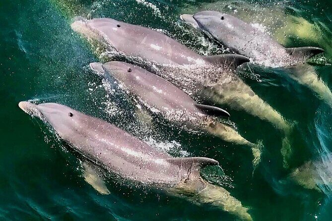 Daily Dolphin Cruise + Sightseeing Tour on Pensacola Beach - Key Points
