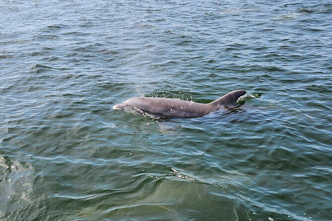 Daily Dolphin Cruise + Sightseeing Tour on Pensacola Beach - Value and Price Analysis