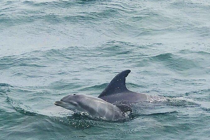 Daily Dolphin Cruise + Sightseeing Tour on Pensacola Beach - FAQ