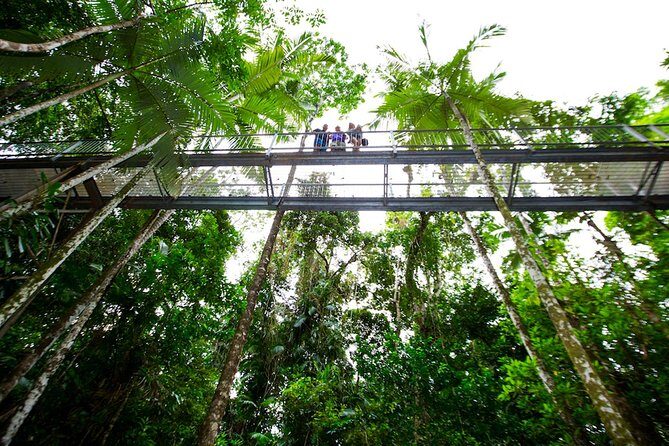Daintree Discovery Centre Single Pass - An In-Depth Look at the Daintree Discovery Centre Experience