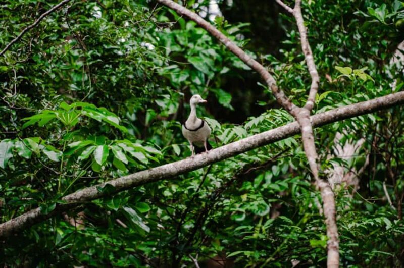 Daintree: Guided Daintree River Wildlife Cruise - The Experience in Detail