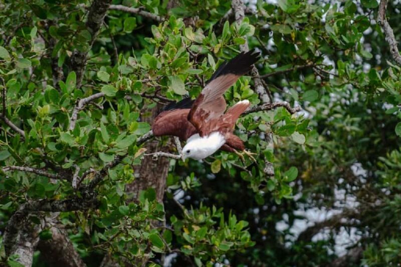 Daintree: Guided Daintree River Wildlife Cruise - Who Should Consider This Tour?