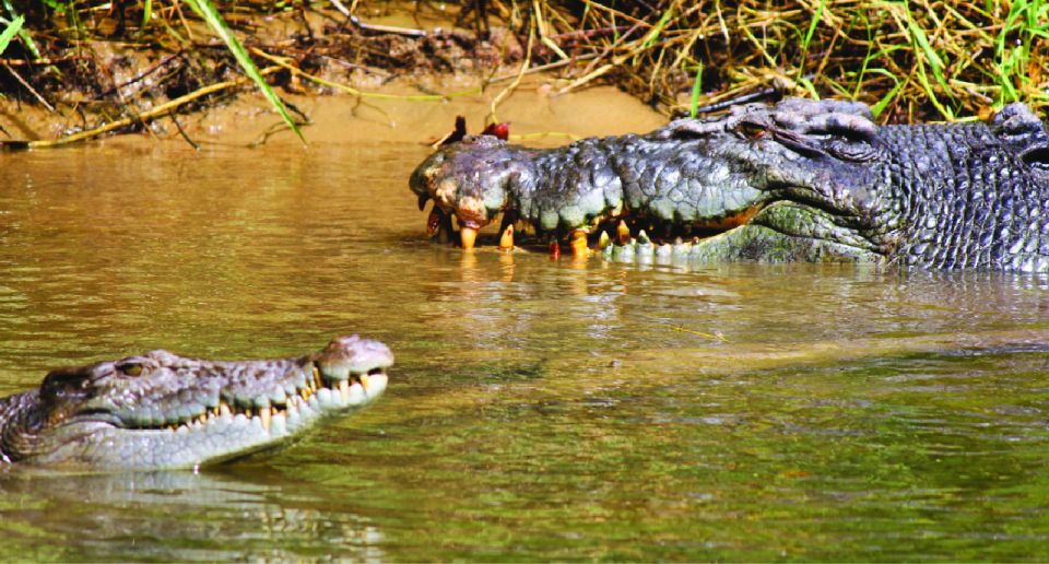 Daintree: Lower Daintree Crocodile & Wildlife Cruise - Frequently Asked Questions