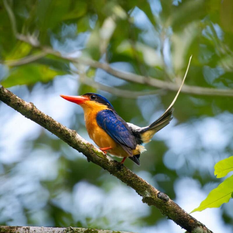 Daintree Rainforest: Waterfall Walk, Swim & Crocodile Cruise - Key Points