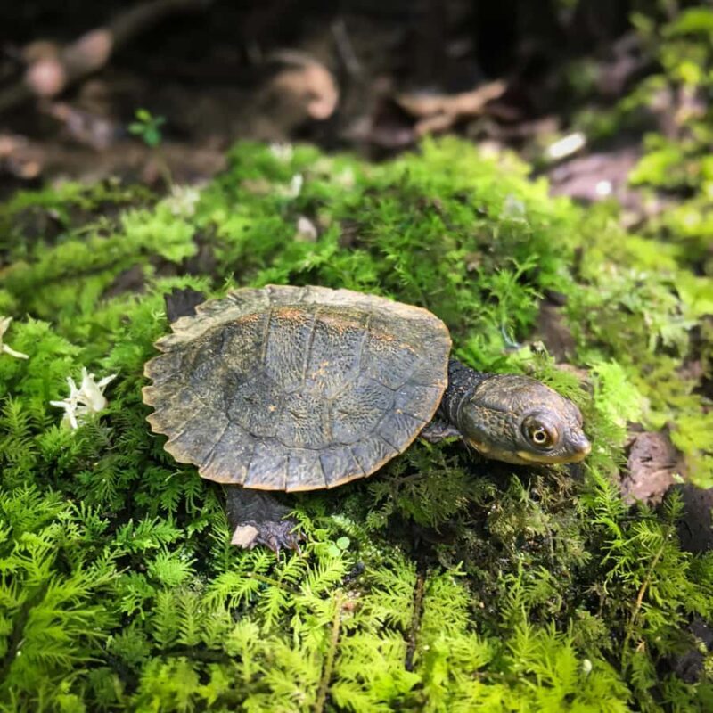 Daintree Rainforest: Waterfall Walk, Swim & Crocodile Cruise - FAQ