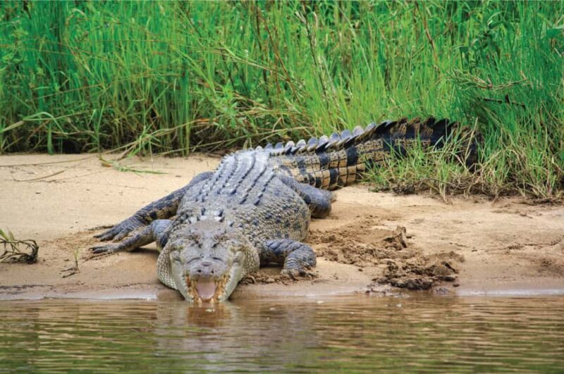 Daintree: River Rainforest Crocodile & Wildlife Cruise (DV) - Exploring the Daintree River: What to Expect