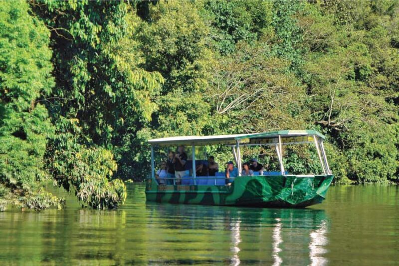 Daintree River Rainforest: Crocodile & Wildlife Cruises (DG) - Introduction: An Authentic Look at the Daintree’s Wildlife