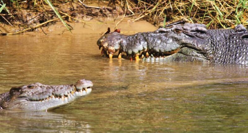 Daintree River Rainforest: Crocodile & Wildlife Cruises (DG) - The Value of the Tour