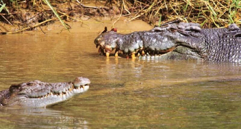 Daintree River Rainforest: Crocodile & Wildlife Cruises (DG) - Real Traveler Insights