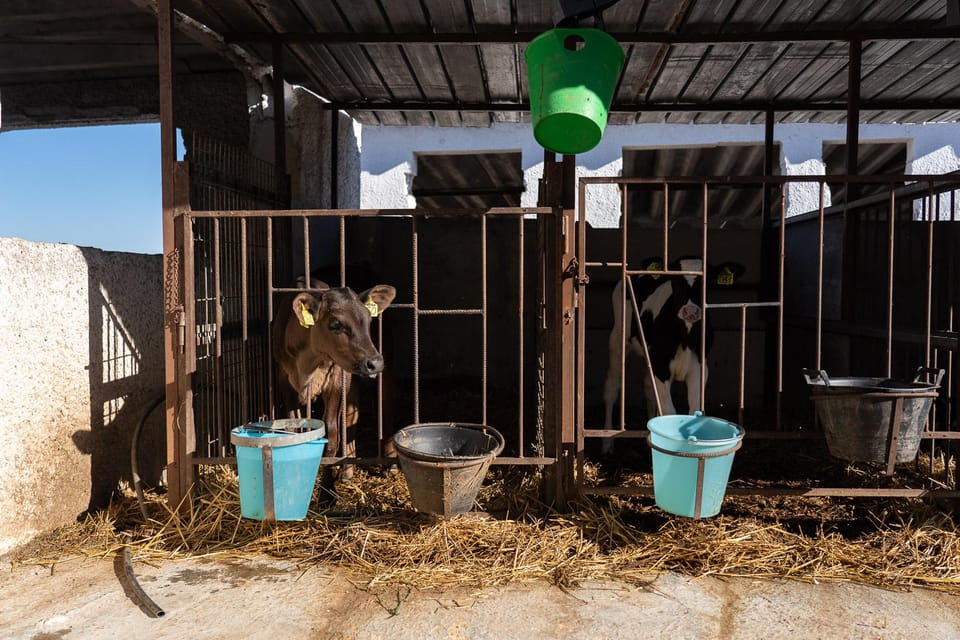Dairy Farm Tour in the Apulian Countryside! - Final Words