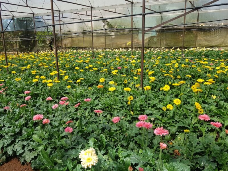 Dalat: Countryside Tour With Silk Village & Elephant Falls - Cultural Experiences in Dalat