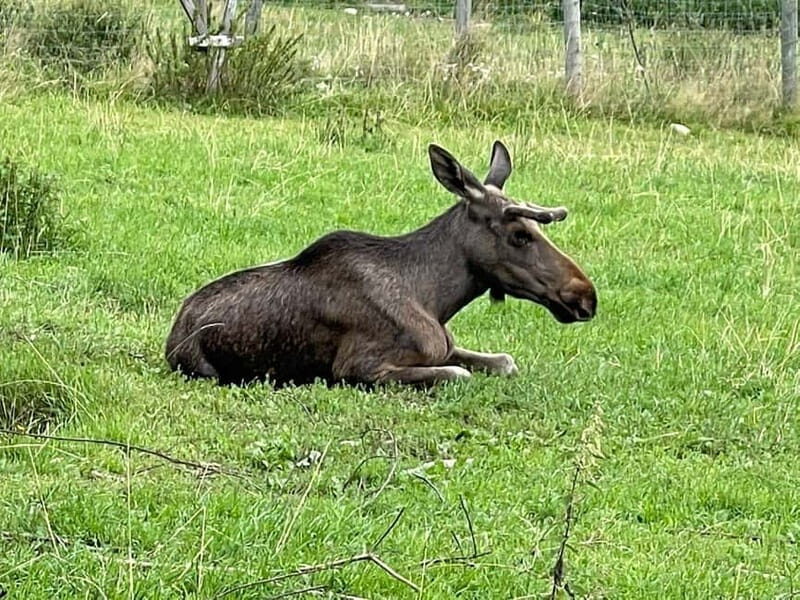 Dals Långed: Moose Park Guided Tour with Feeding - Overview of the Moose Park Guided Tour
