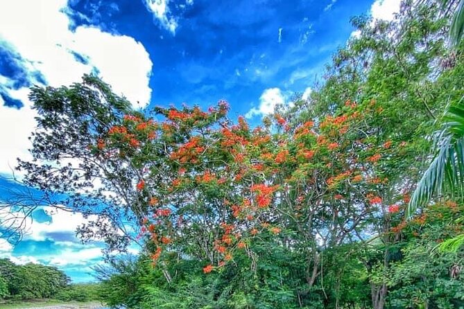Damajagua the 7 Waterfalls Excursion - Amber Cove & Taino Bay - Suitability and Recommendations
