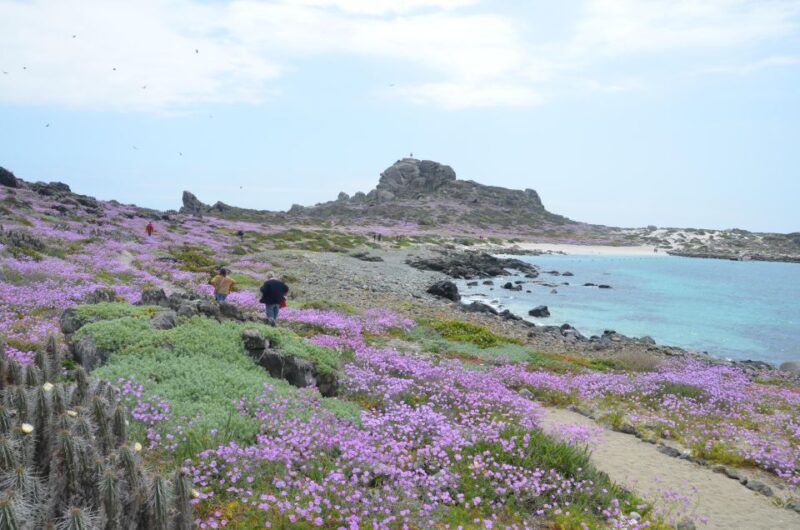 Damas or Chañaral Island: Whales & Humboldt Penguin Reserve - Itinerary Highlights