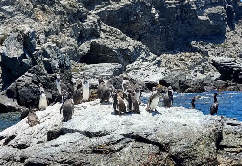 Damas or Chañaral Island: Whales & Humboldt Penguin Reserve - Important Information
