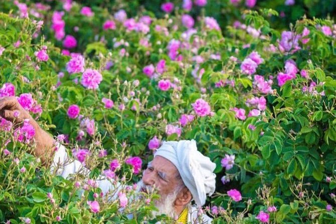 Damascus Roses - Discover the Secrets of Al Jabal Al Akhdhar - Pricing Details