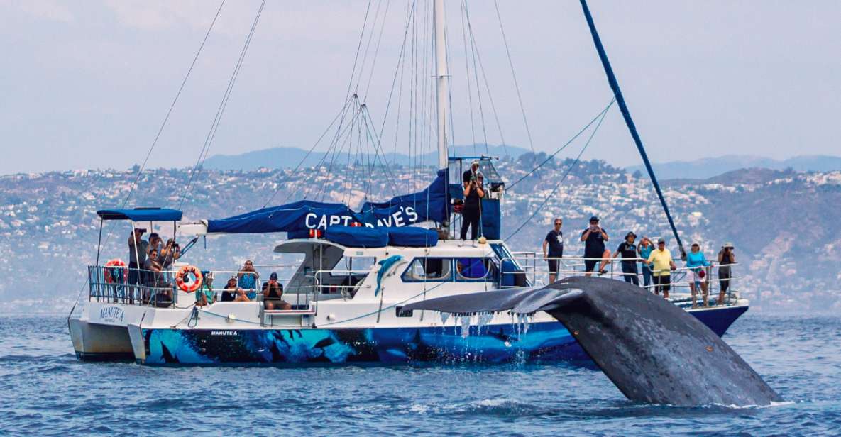 Dana Point Dolphin & Whale Watching With Underwater Viewing - Highlights of the Experience