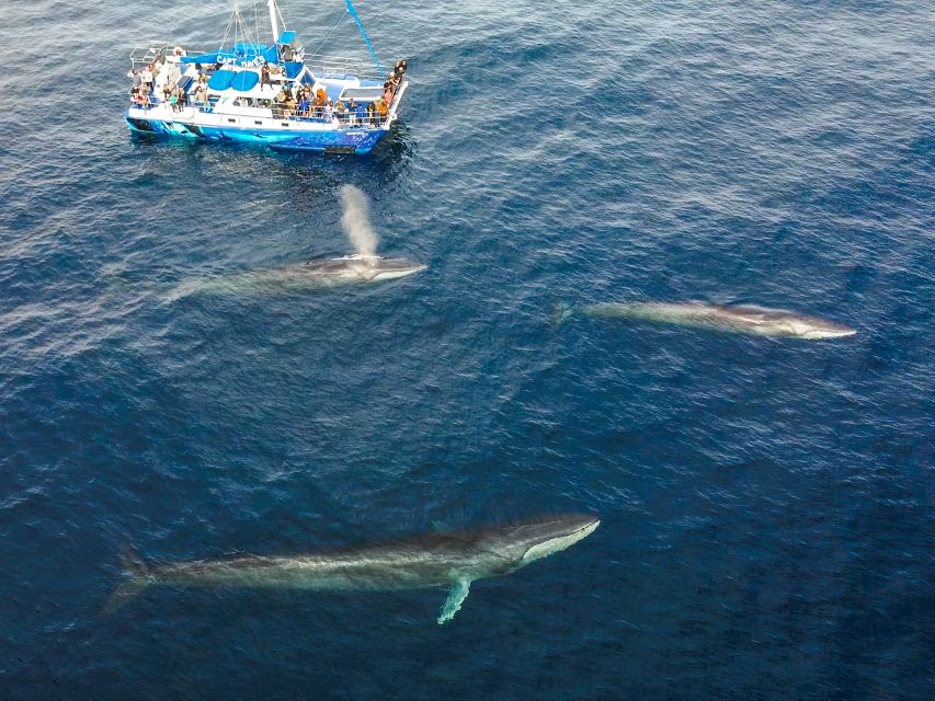 Dana Point Dolphin & Whale Watching With Underwater Viewing - Inclusions and What to Expect