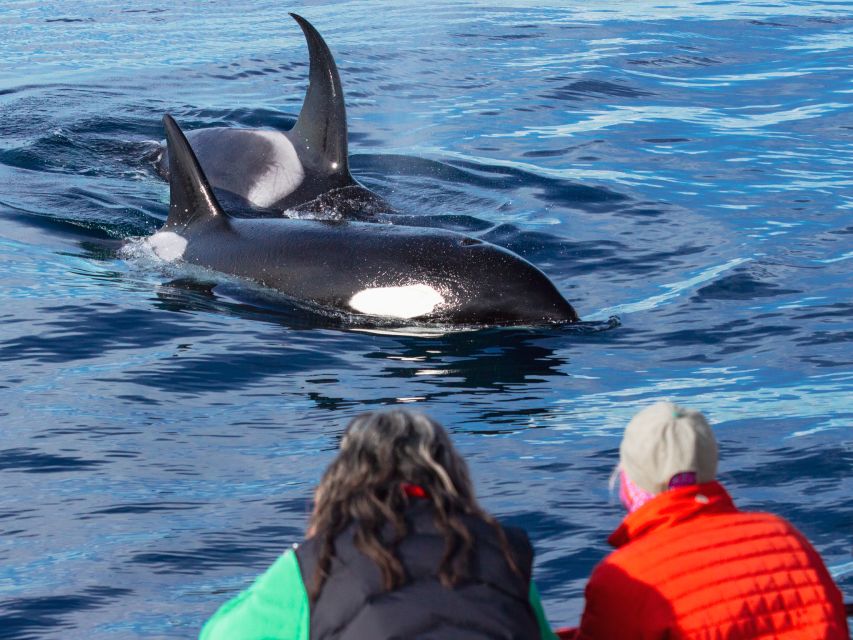 Dana Point Dolphin & Whale Watching With Underwater Viewing - Boats, Captains, and Naturalists