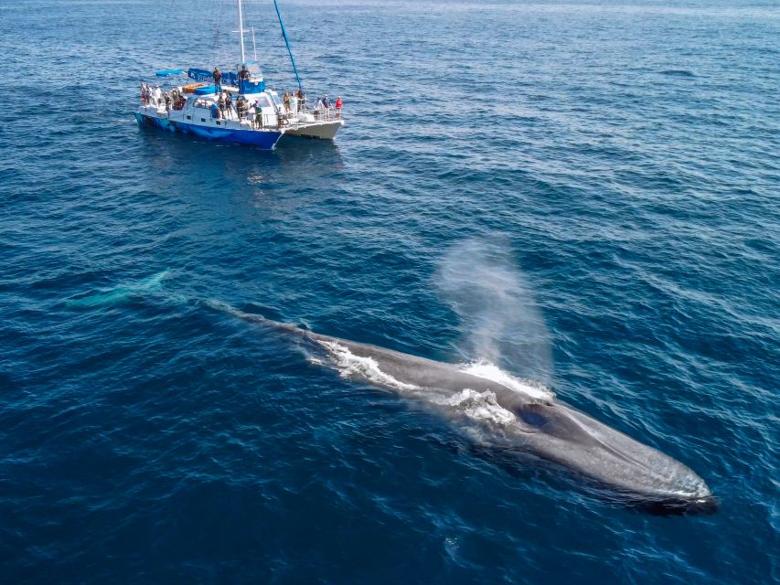Dana Point Dolphin & Whale Watching With Underwater Viewing - Year-Round Sightings and Wildlife