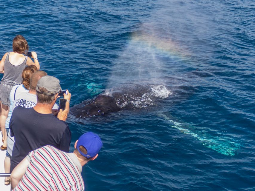 Dana Point Dolphin & Whale Watching With Underwater Viewing - Accessibility and Mobility Considerations