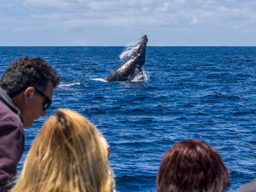 Dana Point Dolphin & Whale Watching With Underwater Viewing - Recap