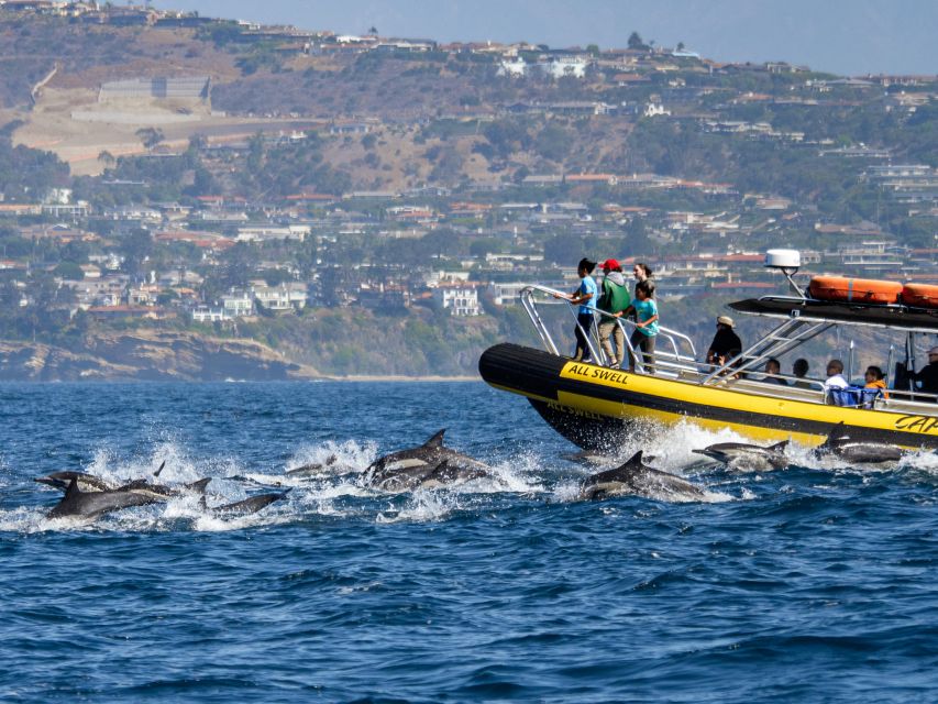 Dana Point Fast & Fun Zodiac-Style Dolphin & Whale Watching - Location and Highlights