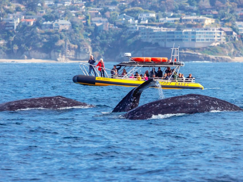 Dana Point Fast & Fun Zodiac-Style Dolphin & Whale Watching - Boat and Experience