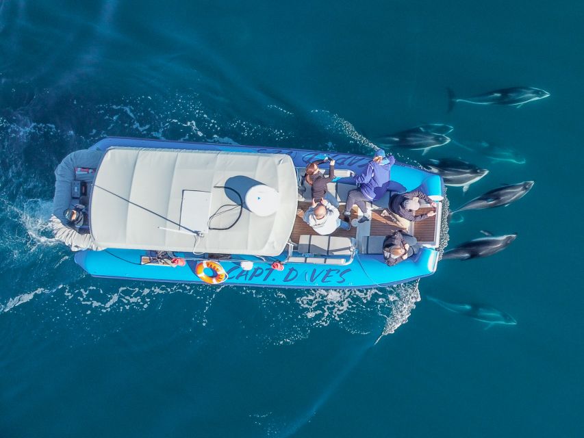 Dana Point Fast & Fun Zodiac-Style Dolphin & Whale Watching - Guarantees and Additional Information
