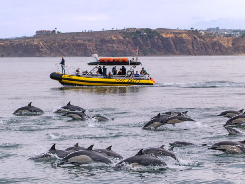 Dana Point Fast & Fun Zodiac-Style Dolphin & Whale Watching - Whale and Dolphin Sightings