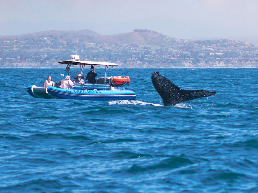 Dana Point Fast & Fun Zodiac-Style Dolphin & Whale Watching - Weather and Conditions
