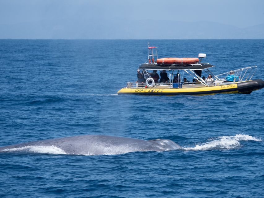 Dana Point Fast & Fun Zodiac-Style Dolphin & Whale Watching - Recap