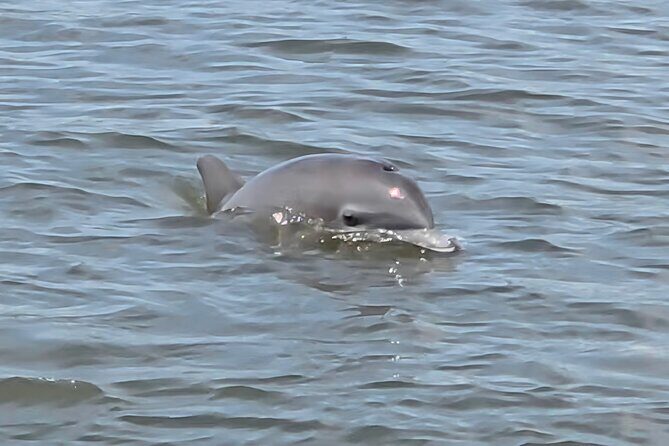 Dancin' Dolphin: 90-minute Booze Cruise for Up to 20 Guests - An In-Depth Look at the Savannah Booze Cruise