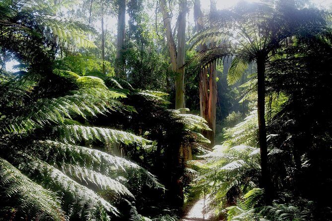 Dandenong Ranges Private Day Tour - An In-Depth Look at the Tour Experience