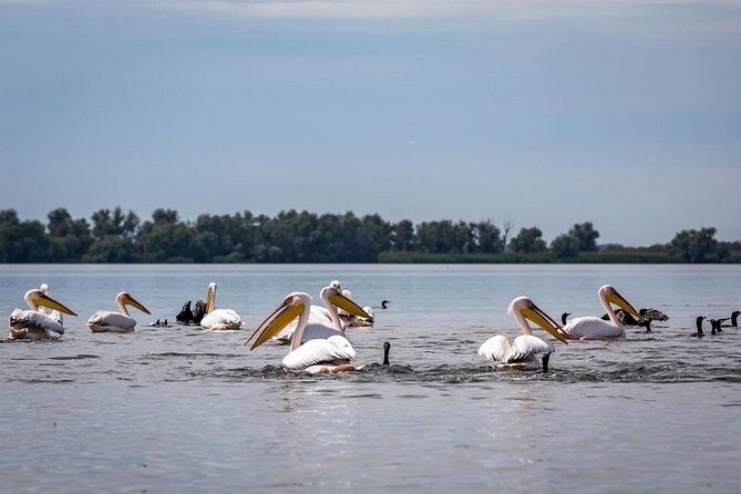 Danube Delta - 2-Days Shared Tour from Bucharest - Final Thoughts: Is It Worth It?