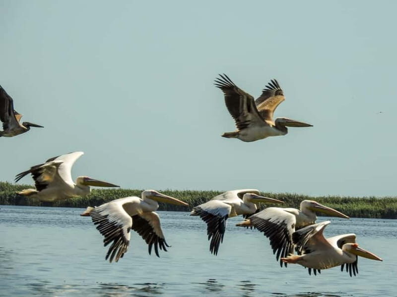 Danube Delta: Birds & Secret Channels 4-Day Tour - A Close-Up on the Itinerary