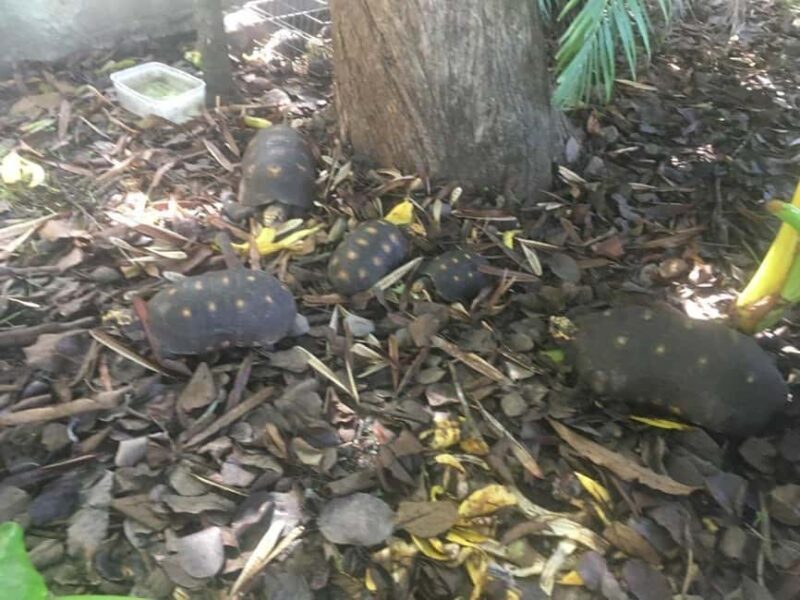 Dark View Falls Tour with Trubb Taxi Tours SVG - An In-Depth Look at the Tour Experience