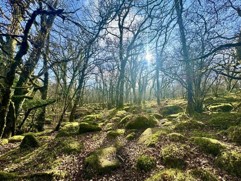Dartmoor: Guided Hiking Tours FULL Day - Exploring Dartmoor on Foot: What the Tour Offers