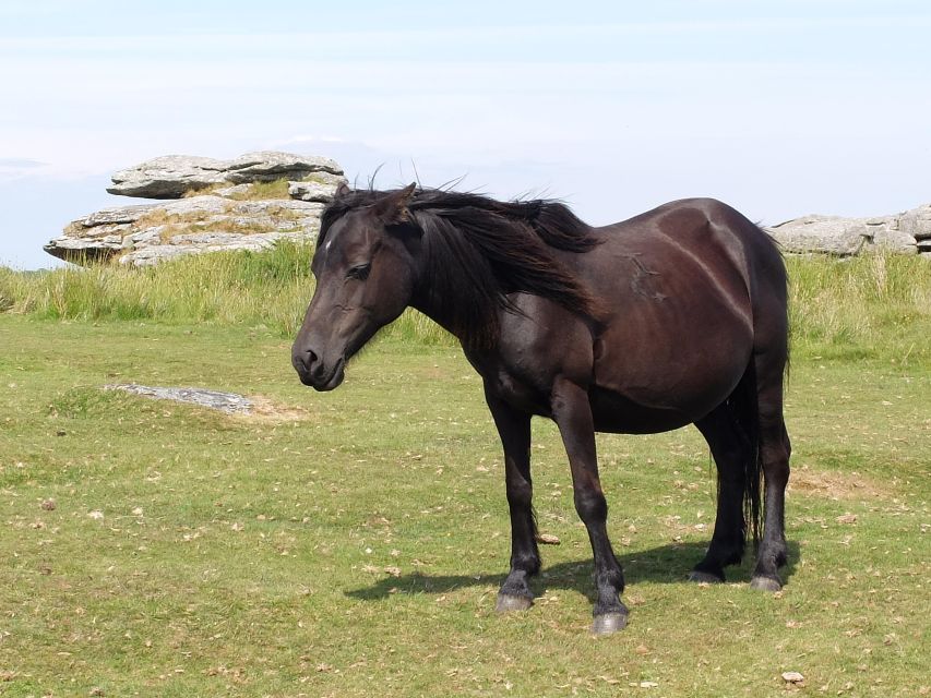 Dartmoor: Hound of the Baskervilles Experience - Tips for a Great Experience